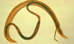 Schistosoma japonicum